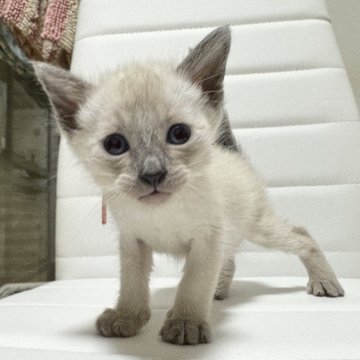 シャム(サイアミーズ)【京都府・女の子・2025年10月29日・ブルーポイント】の写真「7匹兄妹ピンクリボンちゃん」