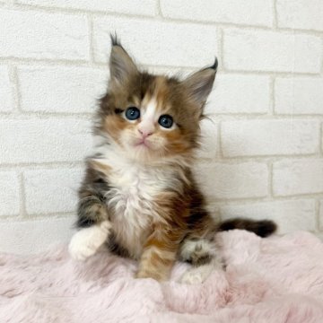 メインクーン【京都府・女の子・2025年10月11日・ブラウンパッチドタビー&ホワイト】の写真「ラウルBaby/3姉妹」