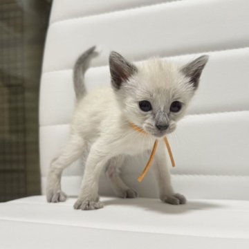 シャム(サイアミーズ)【京都府・女の子・2025年10月29日・ブルーポイント】の写真「7匹兄妹オレンジリボンちゃん」