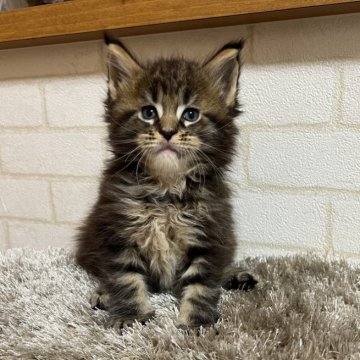 メインクーン【京都府・男の子・2025年9月30日・ブラウンタビー】の写真「ファイザー×ルシファーBaby/4匹兄妹」