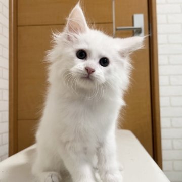 メインクーン【京都府・女の子・2025年5月1日・ホワイトソリッド(ゴールドアイ)】の写真「ルシファーBaby/3匹兄妹」