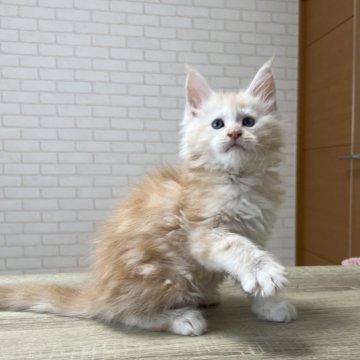 メインクーン【京都府・男の子・2025年5月22日・カメオタビー】の写真「ファイザー×ルシファーBaby/3匹兄弟」