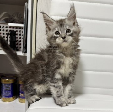 メインクーン【京都府・男の子・2025年9月30日・シルバータビー】の写真「ファイザー×ルシファーBaby/4匹兄妹」