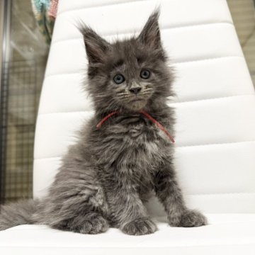 メインクーン【京都府・女の子・2025年10月7日・ブルーソリッド】の写真「ルシファーBaby/6匹兄妹」