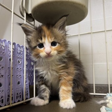 メインクーン【京都府・女の子・2025年10月11日・ブラウンパッチドタビー&ホワイト】の写真「ラウルBaby/3姉妹」