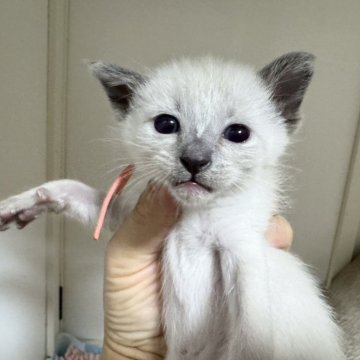 シャム(サイアミーズ)【京都府・女の子・2025年10月29日・ブルーポイント】の写真「7匹兄妹ピンクリボンちゃん」