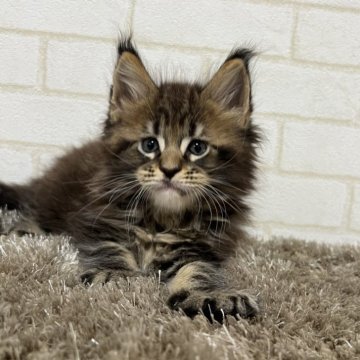 メインクーン【京都府・男の子・2025年9月30日・ブラウンタビー】の写真「ファイザー×ルシファーBaby/4匹兄妹」