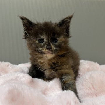 メインクーン【京都府・女の子・2025年9月30日・トーティー】の写真「ファイザー×ルシファーBaby/4匹兄妹」