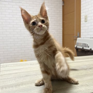 メインクーン【京都府・男の子・2025年8月12日・レッドタビー】の写真「ルシファーBaby/4匹兄妹」