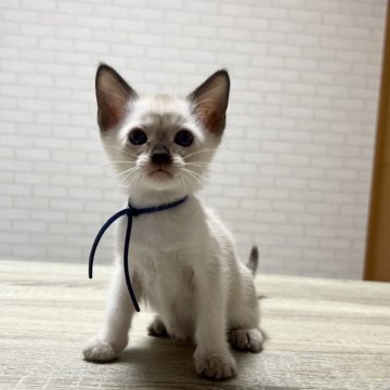 シャム(サイアミーズ)【京都府・男の子・2025年5月18日・チョコレートポイント】の写真「8匹兄妹の青色リボンくん」