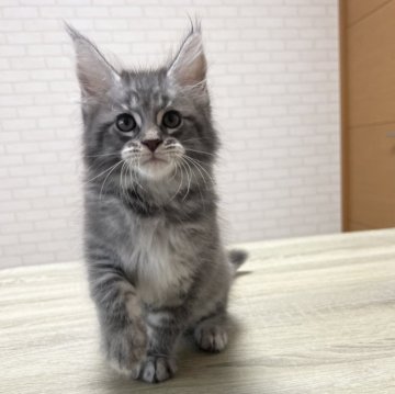 メインクーン【京都府・男の子・2025年6月26日・ブルータビー】の写真「ルシファーBaby/7匹兄妹」