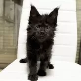 メインクーン【京都府・女の子・2025年10月7日・ブラックソリッド】の写真1