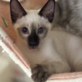 シャム(サイアミーズ)