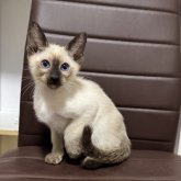 シャム(サイアミーズ)