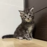 メインクーン