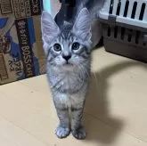メインクーン