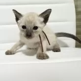 シャム(サイアミーズ)