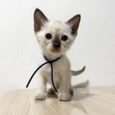 シャム(サイアミーズ)