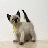 シャム(サイアミーズ)