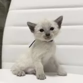 シャム(サイアミーズ)