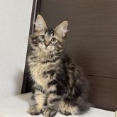 メインクーン