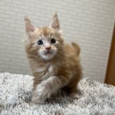 メインクーン