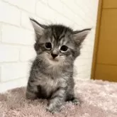 メインクーン