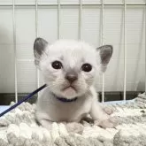 シャム(サイアミーズ)