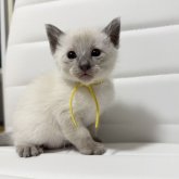 シャム(サイアミーズ)