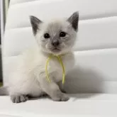 シャム(サイアミーズ)