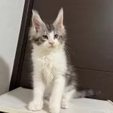 メインクーン