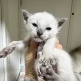 シャム(サイアミーズ)