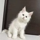 メインクーン