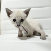 シャム(サイアミーズ)