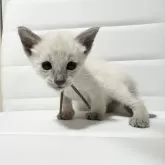 シャム(サイアミーズ)