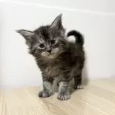 メインクーン