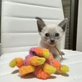 シャム(サイアミーズ)