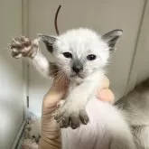 シャム(サイアミーズ)