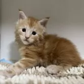メインクーン