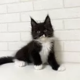 メインクーン