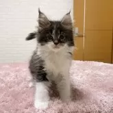 メインクーン