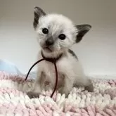 シャム(サイアミーズ)【京都府・女の子・2025年10月29日・シールポイント】の写真2