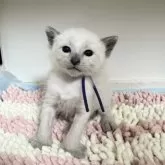 シャム(サイアミーズ)【京都府・男の子・2025年10月29日・ブルーポイント】の写真2