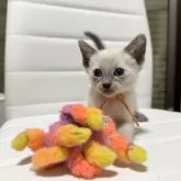 シャム(サイアミーズ)【京都府・女の子・2025年10月29日・ブルーポイント】の写真2