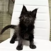 メインクーン【京都府・女の子・2025年10月7日・ブラックソリッド】の写真3