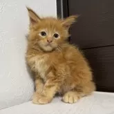 メインクーン【京都府・男の子・2025年8月12日・レッドタビー】の写真14