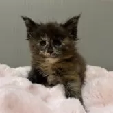 メインクーン【京都府・女の子・2025年9月30日・トーティー】の写真2