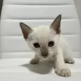 シャム(サイアミーズ)【京都府・男の子・2025年11月25日・チョコレートポイント】の写真5