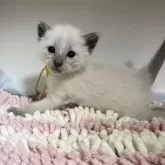 シャム(サイアミーズ)【京都府・男の子・2025年10月29日・ブルーポイント】の写真8