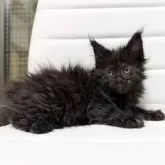 メインクーン【京都府・女の子・2025年10月7日・ブラックソリッド】の写真4